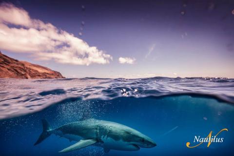 Guadalupe Island