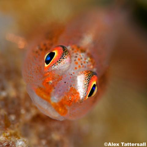 Photo by Dr Alex Tattersall