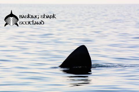 Basking Shark Scotland