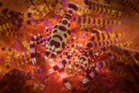 Lembeh Critter Ultimate Diving