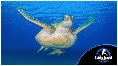 Scuba Travel Turtle