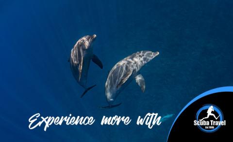 Scuba Travel experience more image