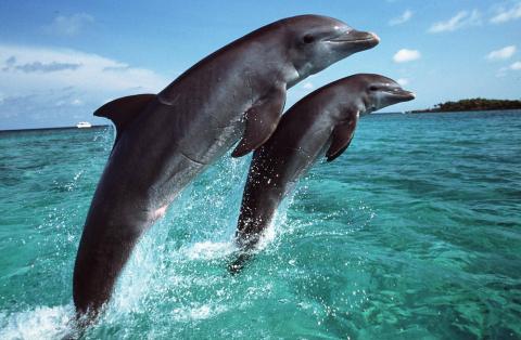 Regal Dive Dolphin image